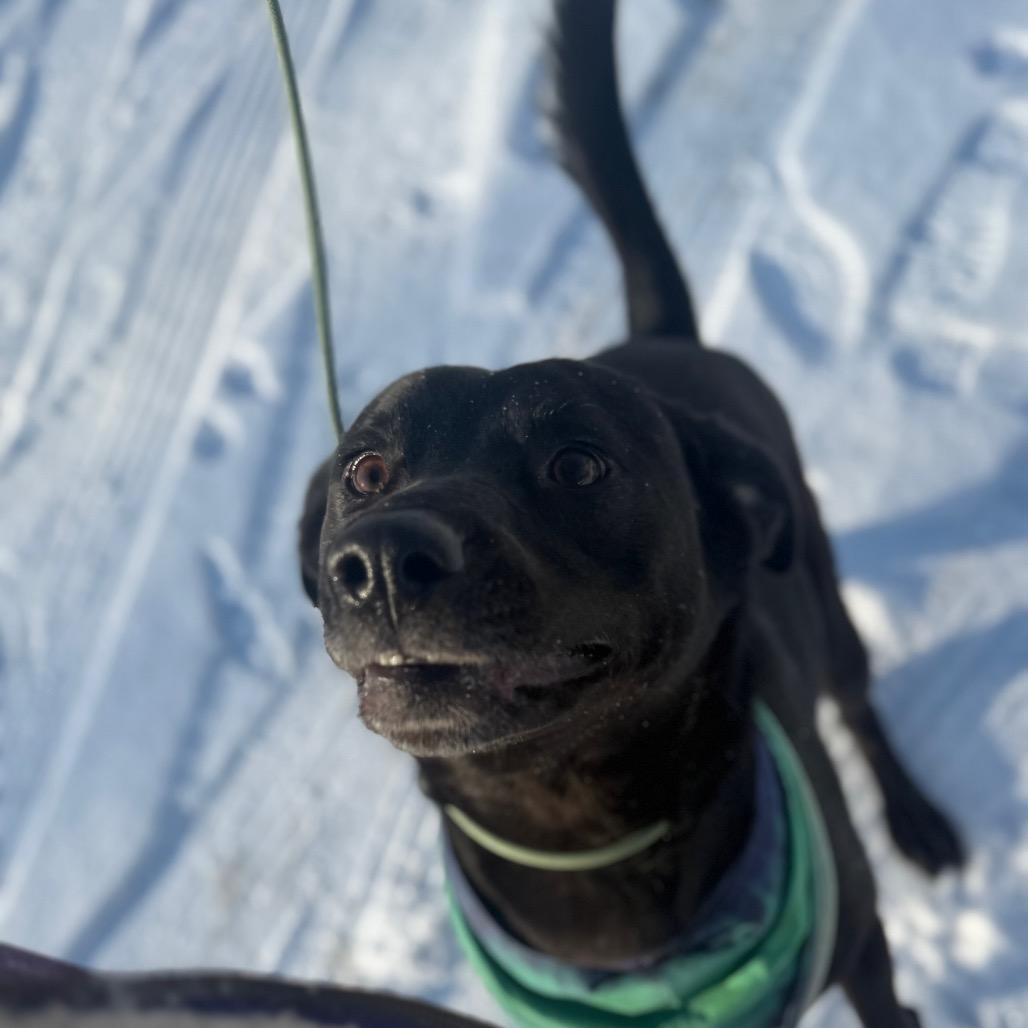 Enlarge Maverick, a Adoptable Mixed Breed in Red House, WV image 2/3