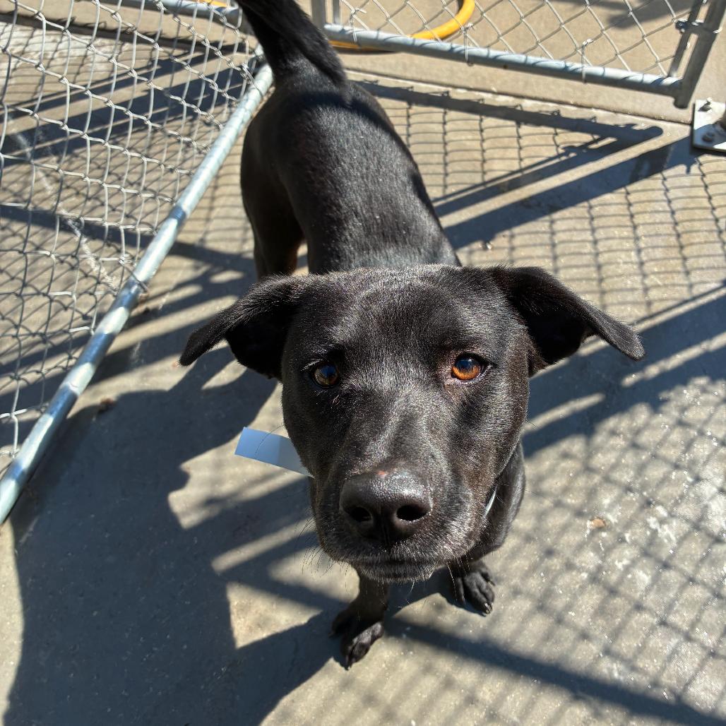 Enlarge Maverick, a Adoptable Mixed Breed in Red House, WV image 2/2