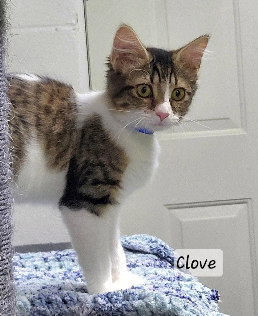 Clove, a Adoptable Domestic Long Hair in Ellijay, GA image 1/3