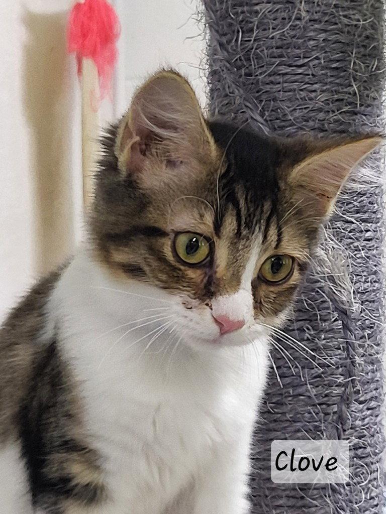 Clove, a Adoptable Domestic Long Hair in Ellijay, GA image 2/3