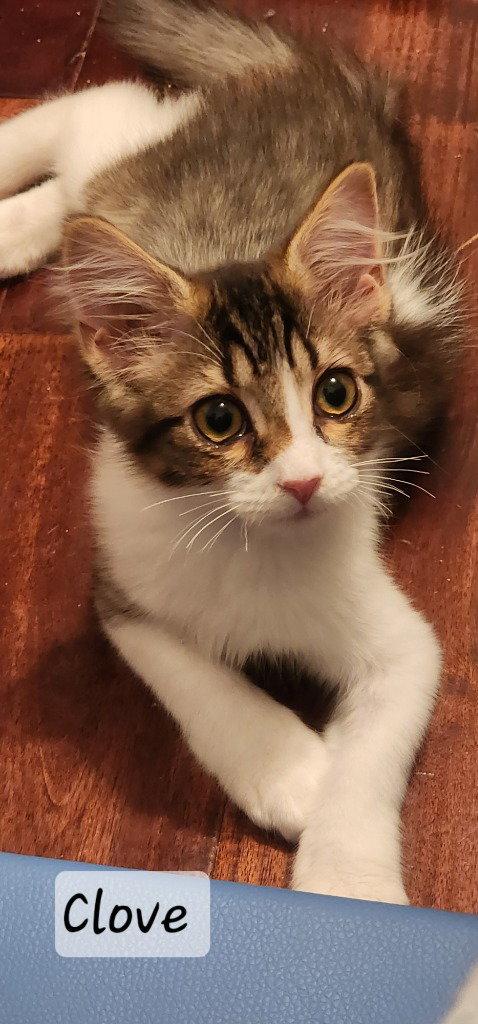 Clove, a Adoptable Domestic Long Hair in Ellijay, GA image 3/3