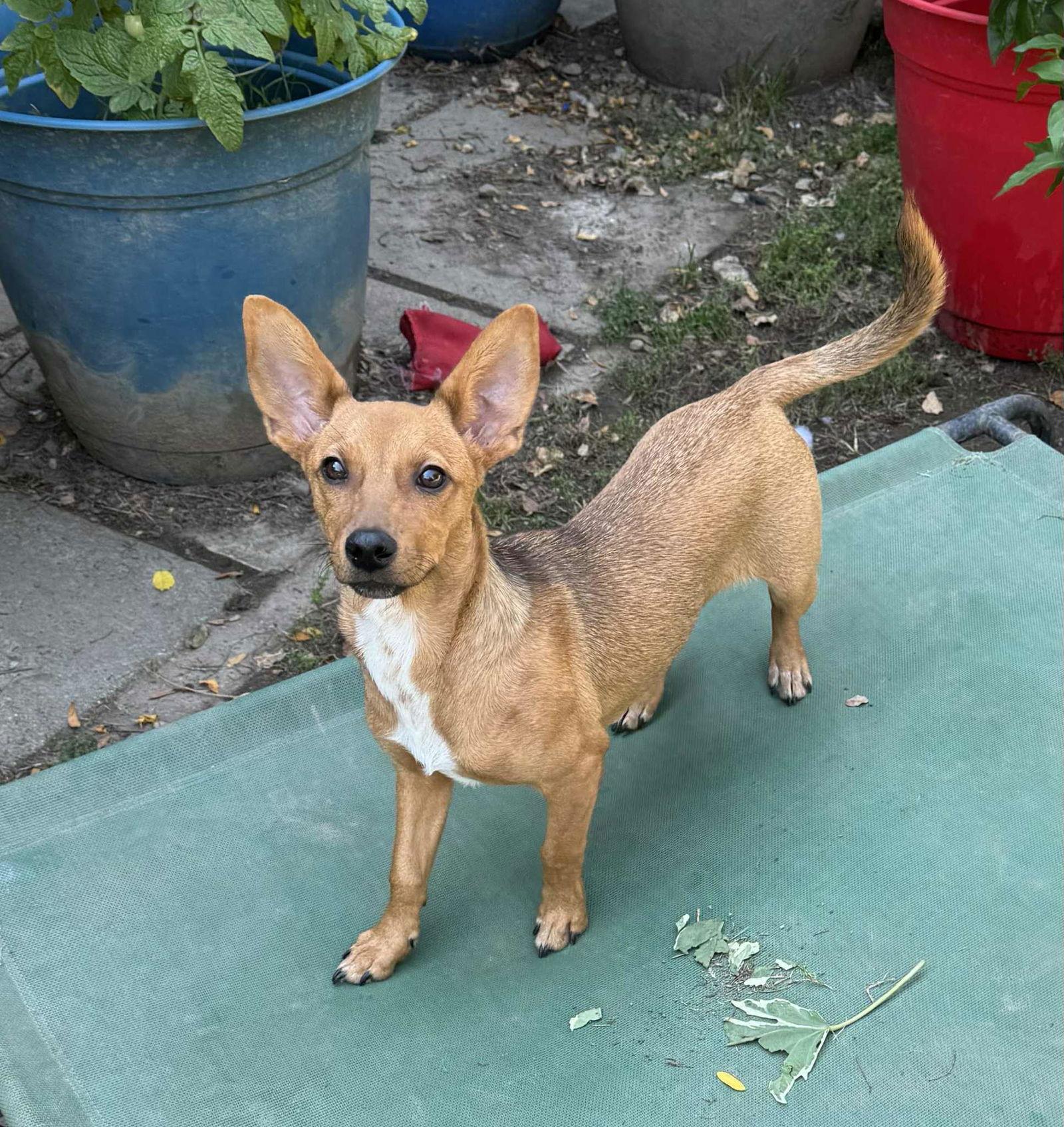 Marta, Adopted, Puppy Female Toy Fox Terrier & Dachshund.