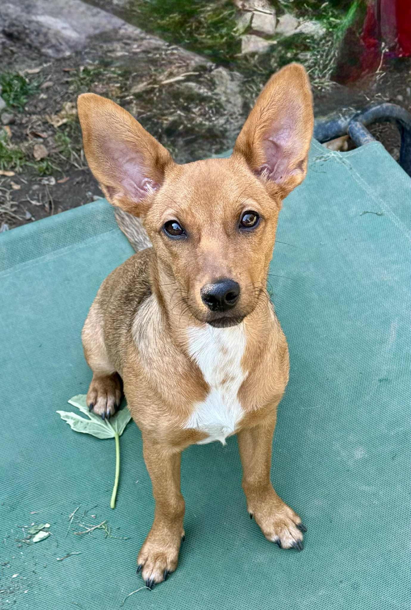 Marta, a Adopted mixed breed in Buffalo, NY image 2/3