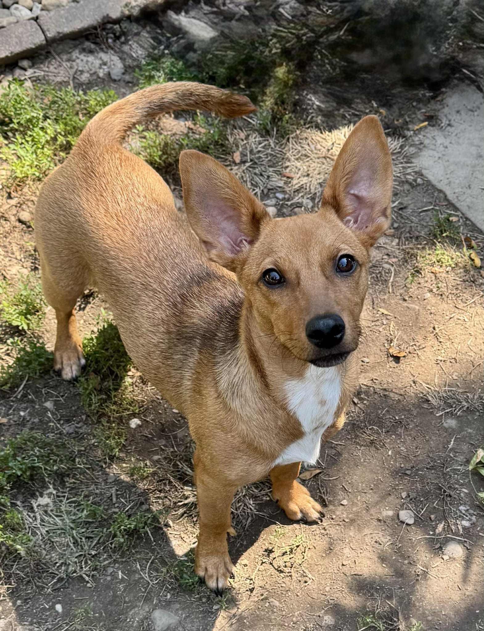 Marta, a Adopted mixed breed in Buffalo, NY image 3/3