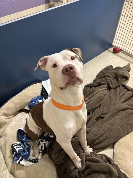 Lucky, Adoptable, Adult Male Pit Bull Terrier.