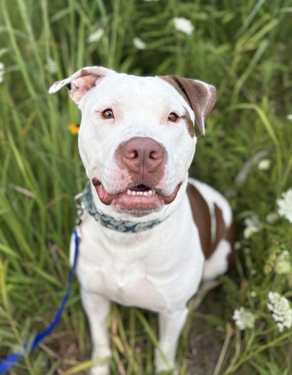 Enlarge Lucky, a Adoptable mixed breed in Pontiac, MI image 2/6