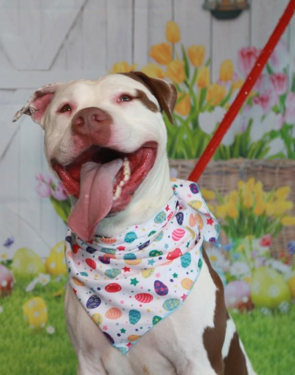 Enlarge Lucky, a Adoptable mixed breed in Pontiac, MI image 3/6