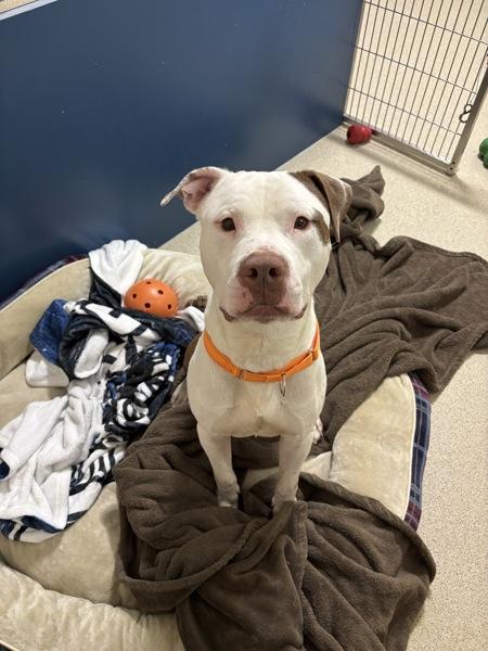 Enlarge Lucky, a Adoptable mixed breed in Pontiac, MI image 4/6