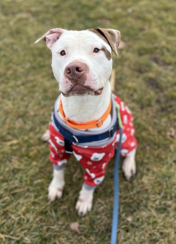 Lucky, Adoptable, Adult Male Pit Bull Terrier.