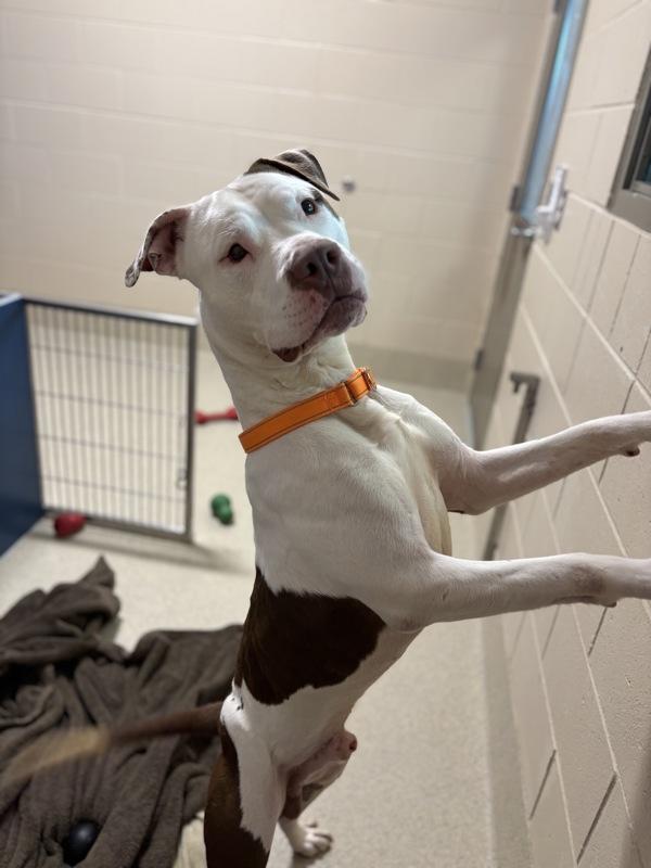 Enlarge Lucky, a Adoptable mixed breed in Pontiac, MI image 6/6