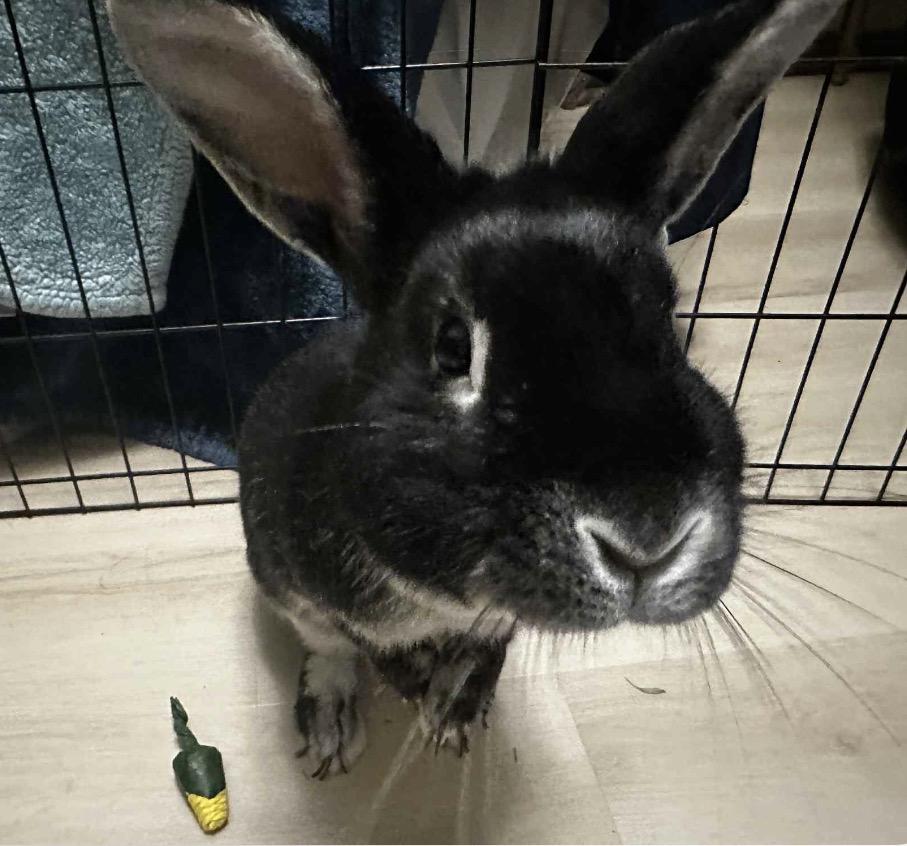 Enlarge Rex, a ADOPTABLE mixed breed in Maineville, OH image 2/3