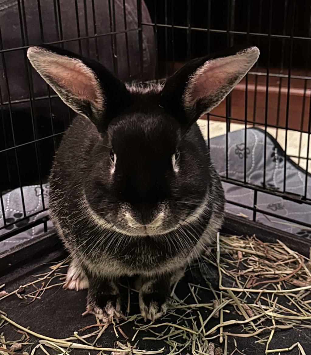 Rex, ADOPTABLE, Adult Male Silver Marten.