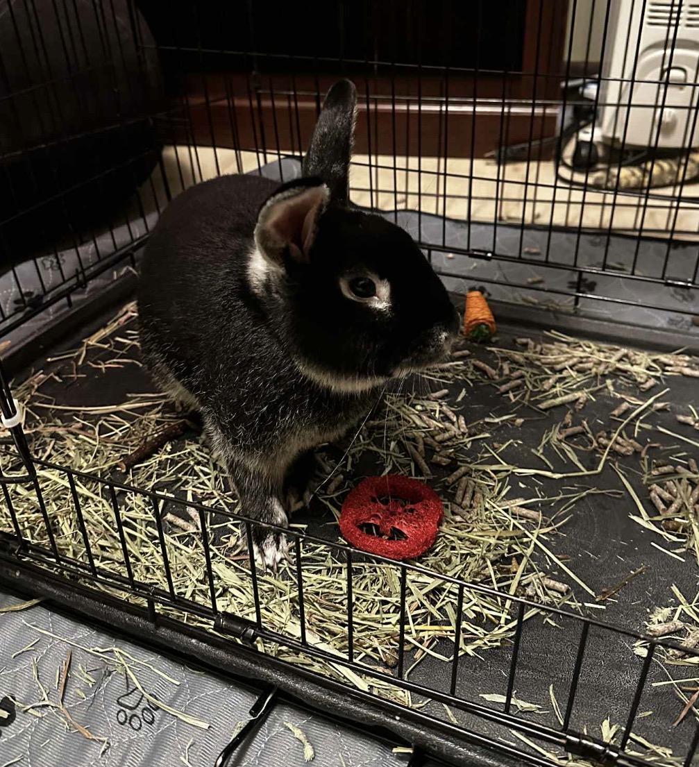 Enlarge Rex, a ADOPTABLE mixed breed in Maineville, OH image 3/3