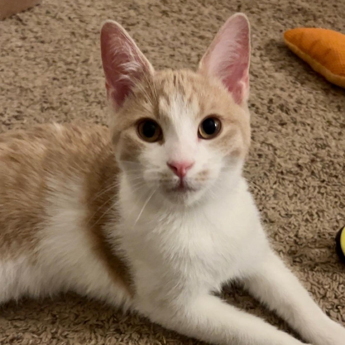 Enlarge Dunn, a Adoptable Domestic Short Hair in North Canton, OH image 1/1