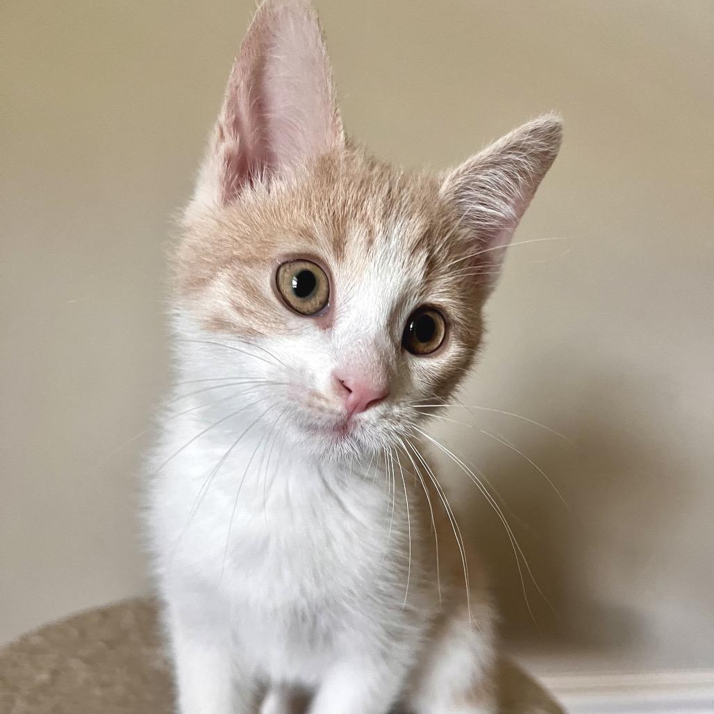 Dunn, Adoptable, Kitten Male Domestic Short Hair.