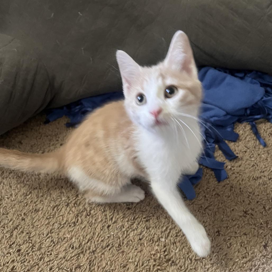 Dunn, a Adoptable Domestic Short Hair in North Canton, OH image 2/3