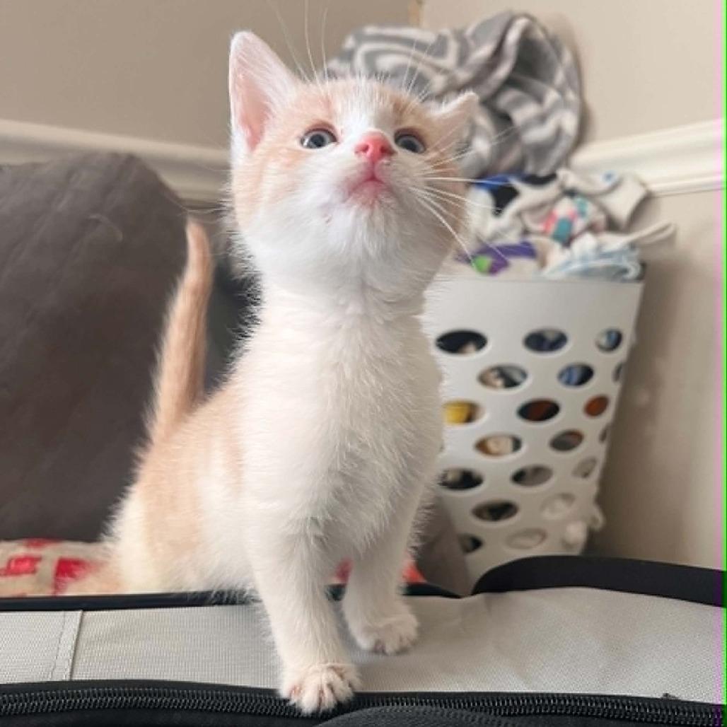 Dunn, a Adoptable Domestic Short Hair in North Canton, OH image 3/3