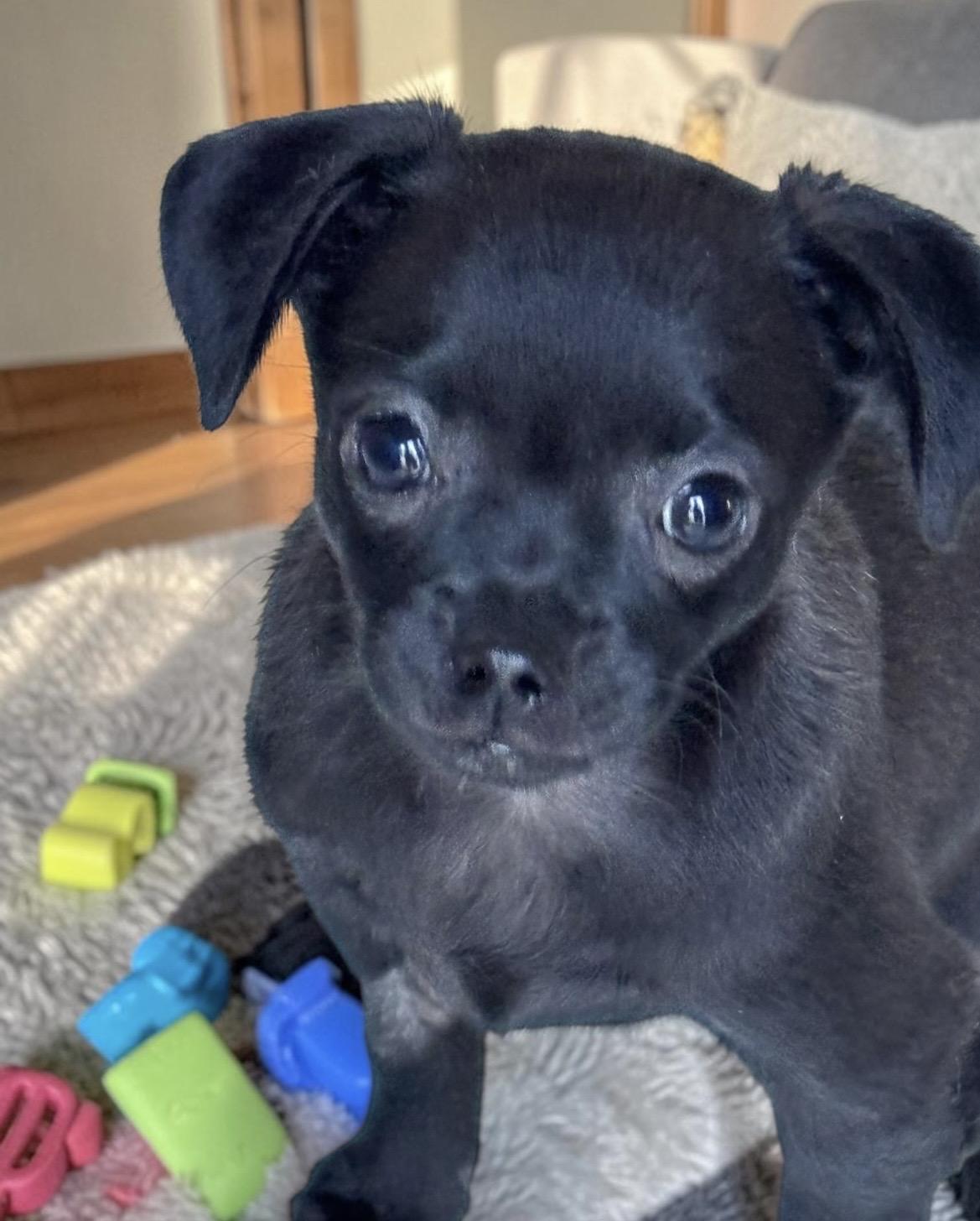 Churro, a ADOPTABLE mixed breed in Bonney Lake, WA image 1/5