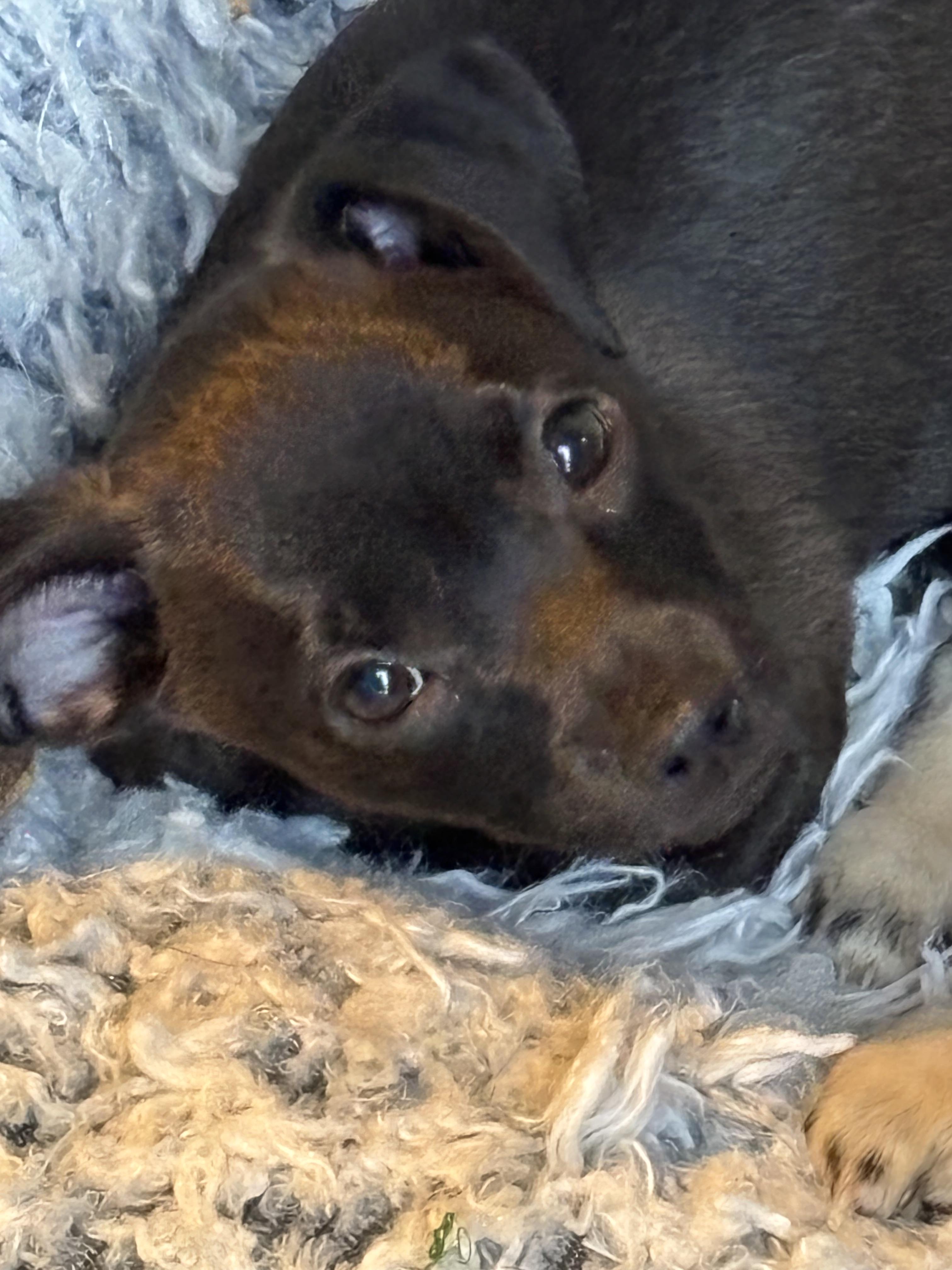 Churro, a ADOPTABLE mixed breed in Bonney Lake, WA image 4/5