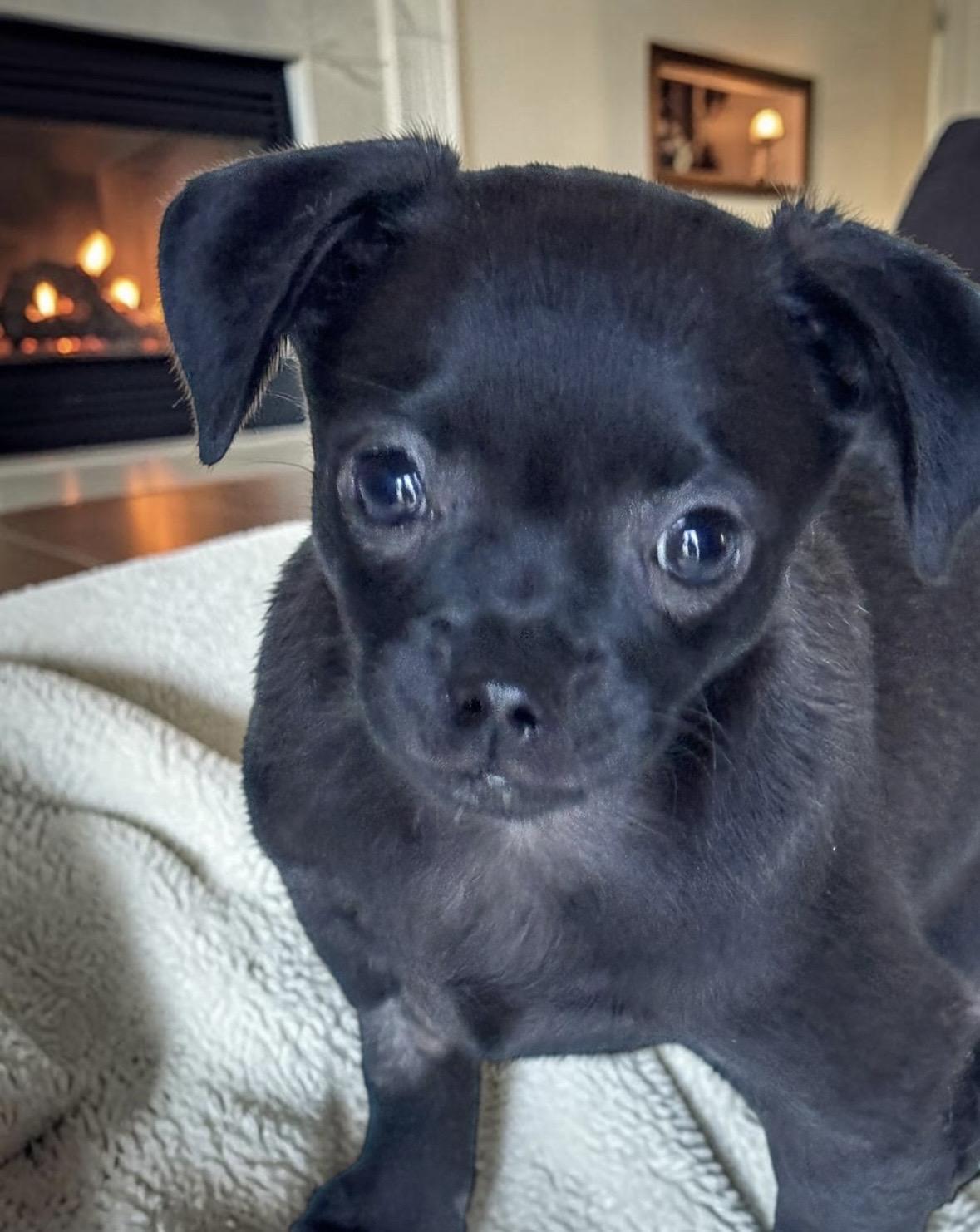 Churro, a ADOPTABLE mixed breed in Bonney Lake, WA image 5/5