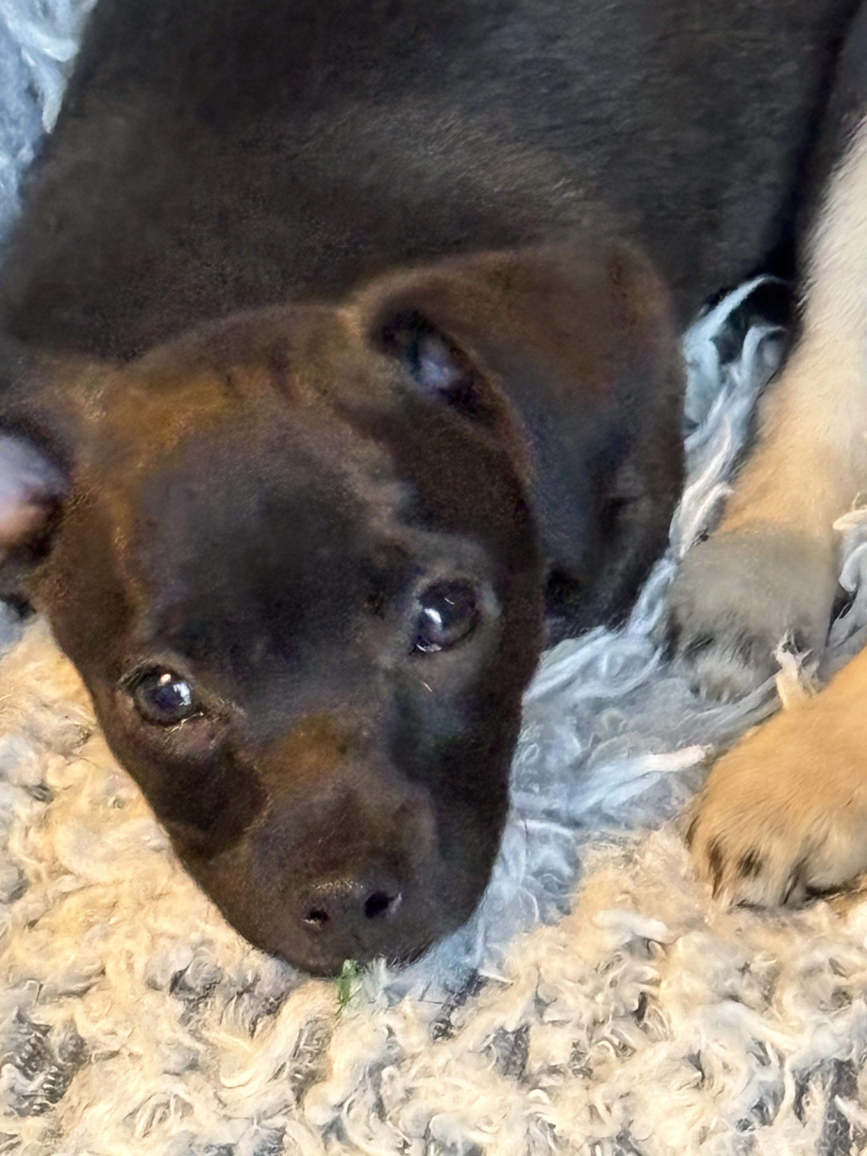 Churro, a ADOPTABLE mixed breed in Bonney Lake, WA image 3/5