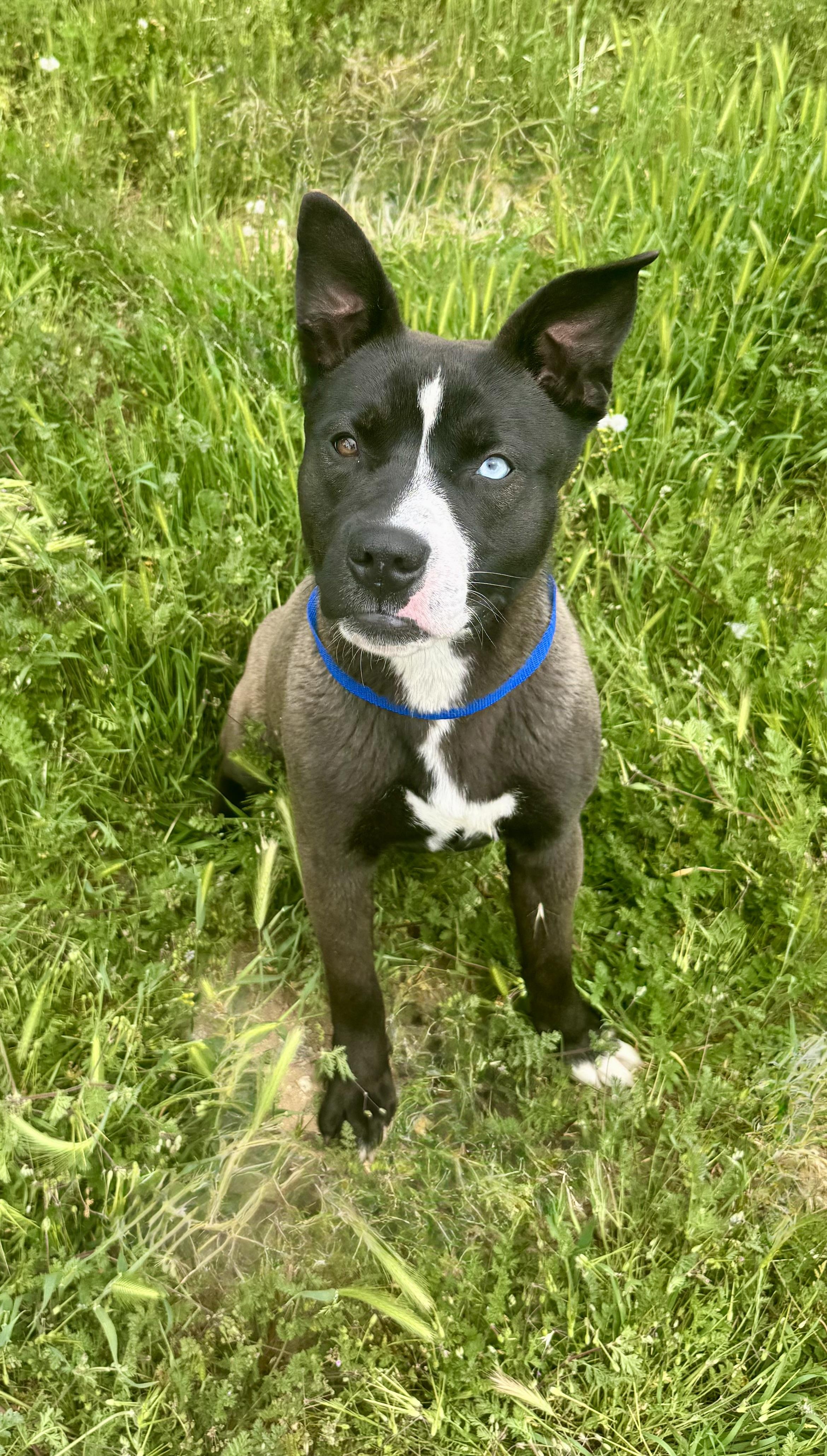 ASPEN