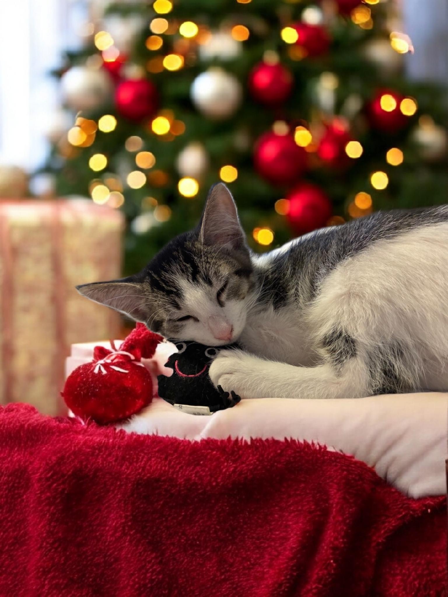 Mr Binx Kris, Adoptable, Kitten Male Tabby.