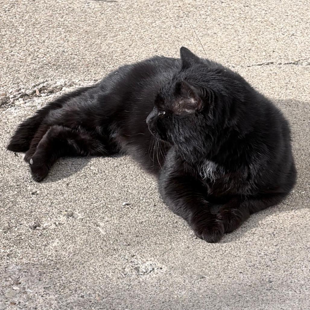 Kalu, a Adoptable Domestic Short Hair in Shelbyville, IN image 2/4