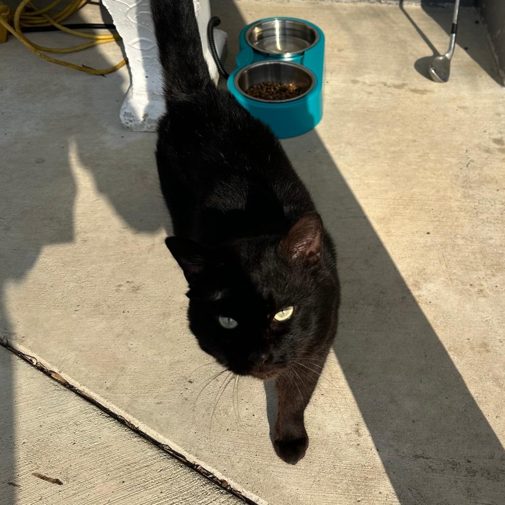 Kalu, a Adoptable Domestic Short Hair in Shelbyville, IN image 4/4