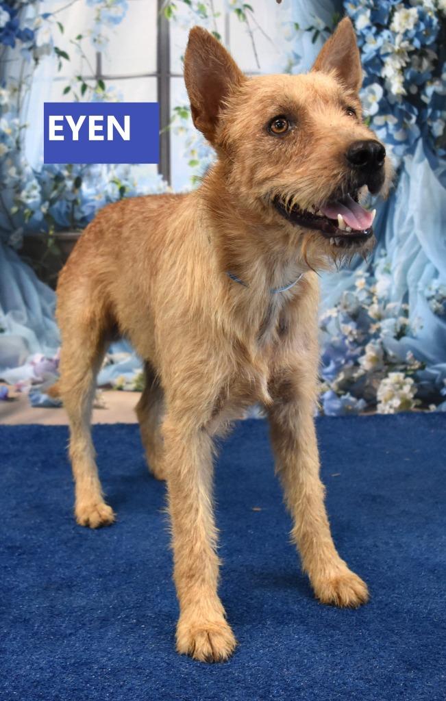 Eyen, a Adoptable mixed breed in Gilbert, AZ image 2/2