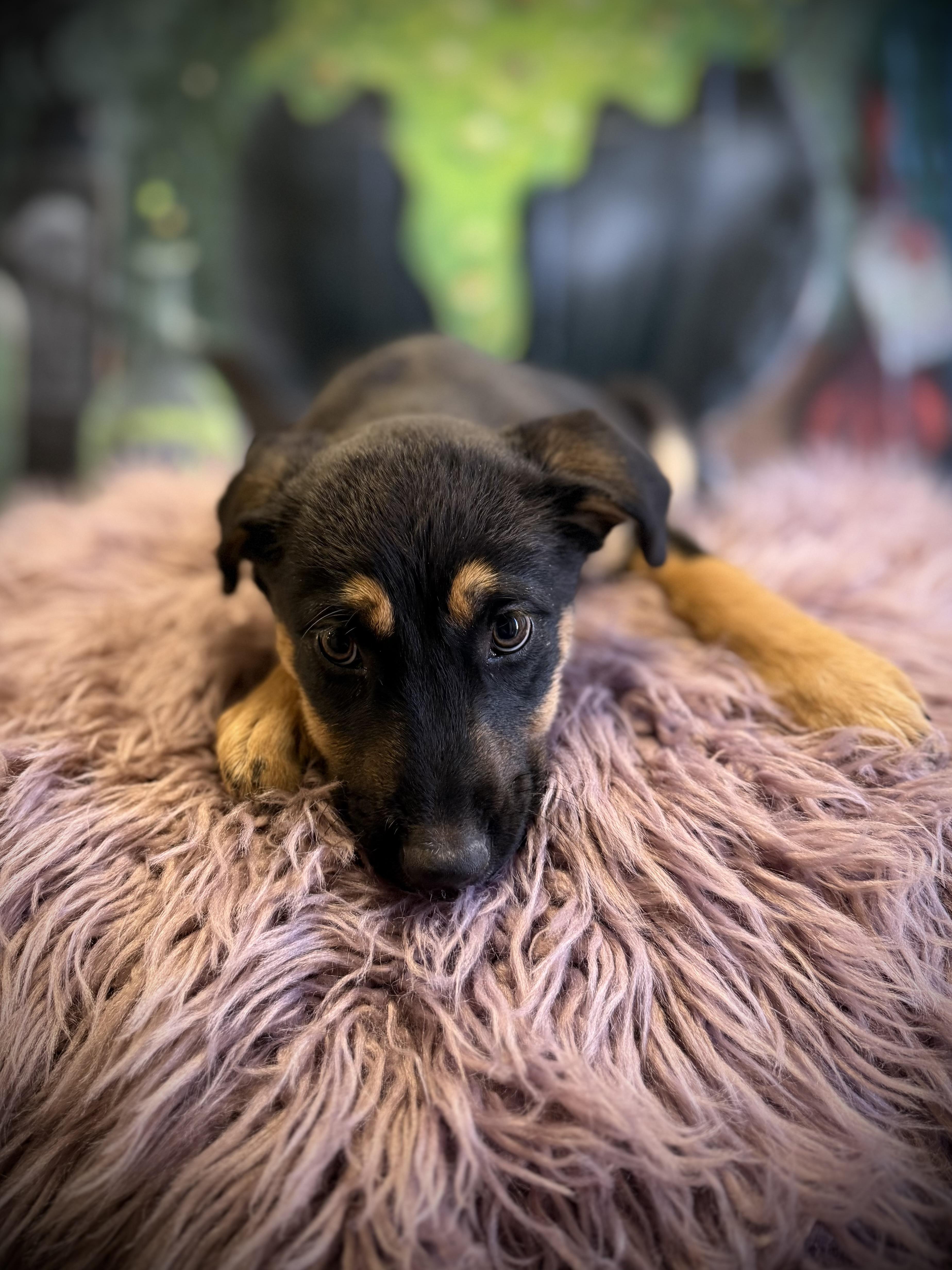 Enlarge Tug, a Adoptable mixed breed in Eagle, CO image 4/4
