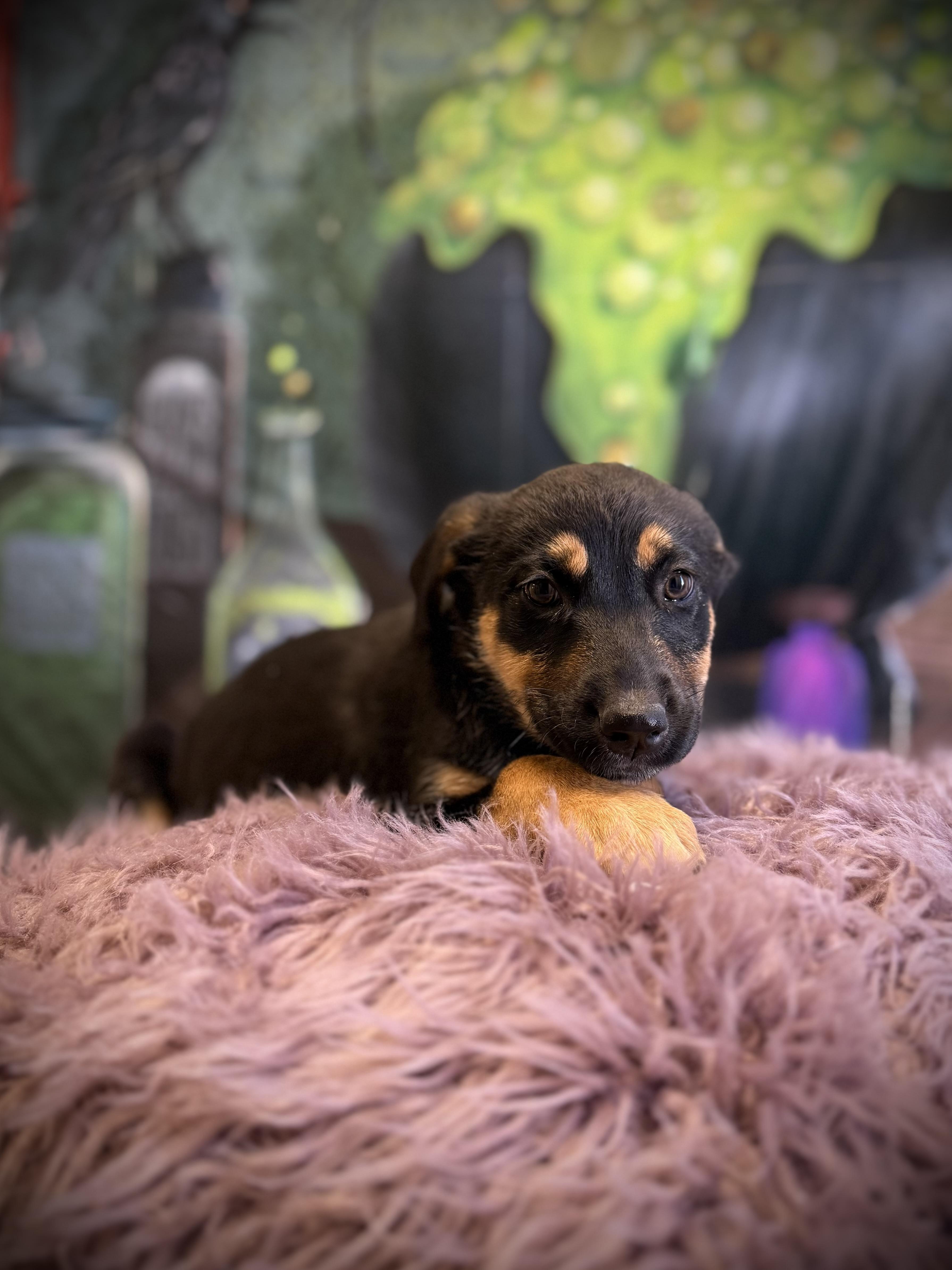 Tug, Adoptable, Puppy Female German Shepherd Dog & Australian Cattle Dog / Blue Heeler.