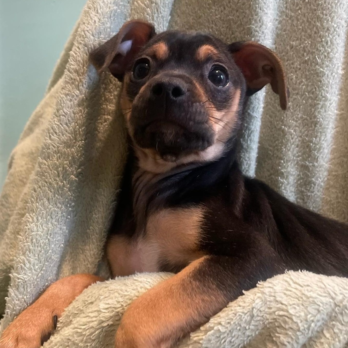 Marvel, an adopted mixed breed in Minneapolis, MN image 4/6