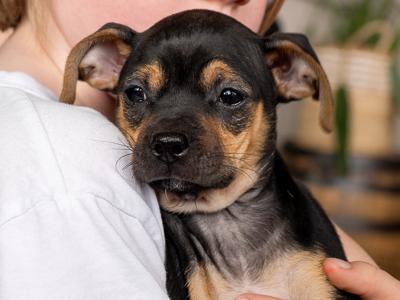 Marvel, an adopted mixed breed in Minneapolis, MN image 3/6