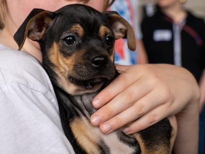 Marvel, an adopted mixed breed in Minneapolis, MN image 2/6