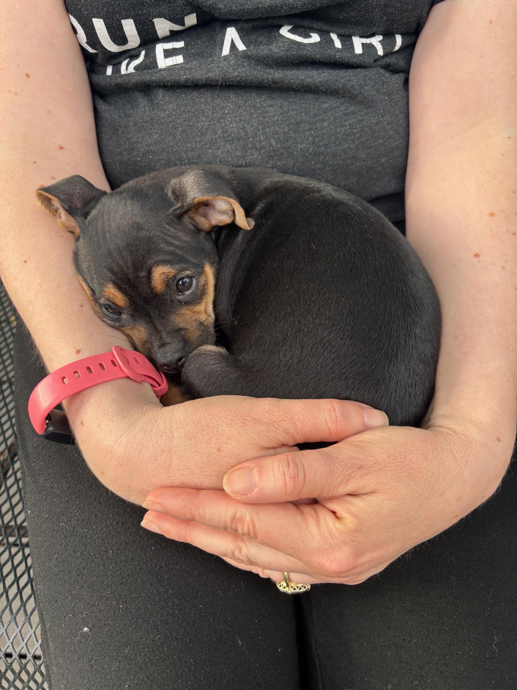 Marvel, an adopted mixed breed in Minneapolis, MN image 6/6