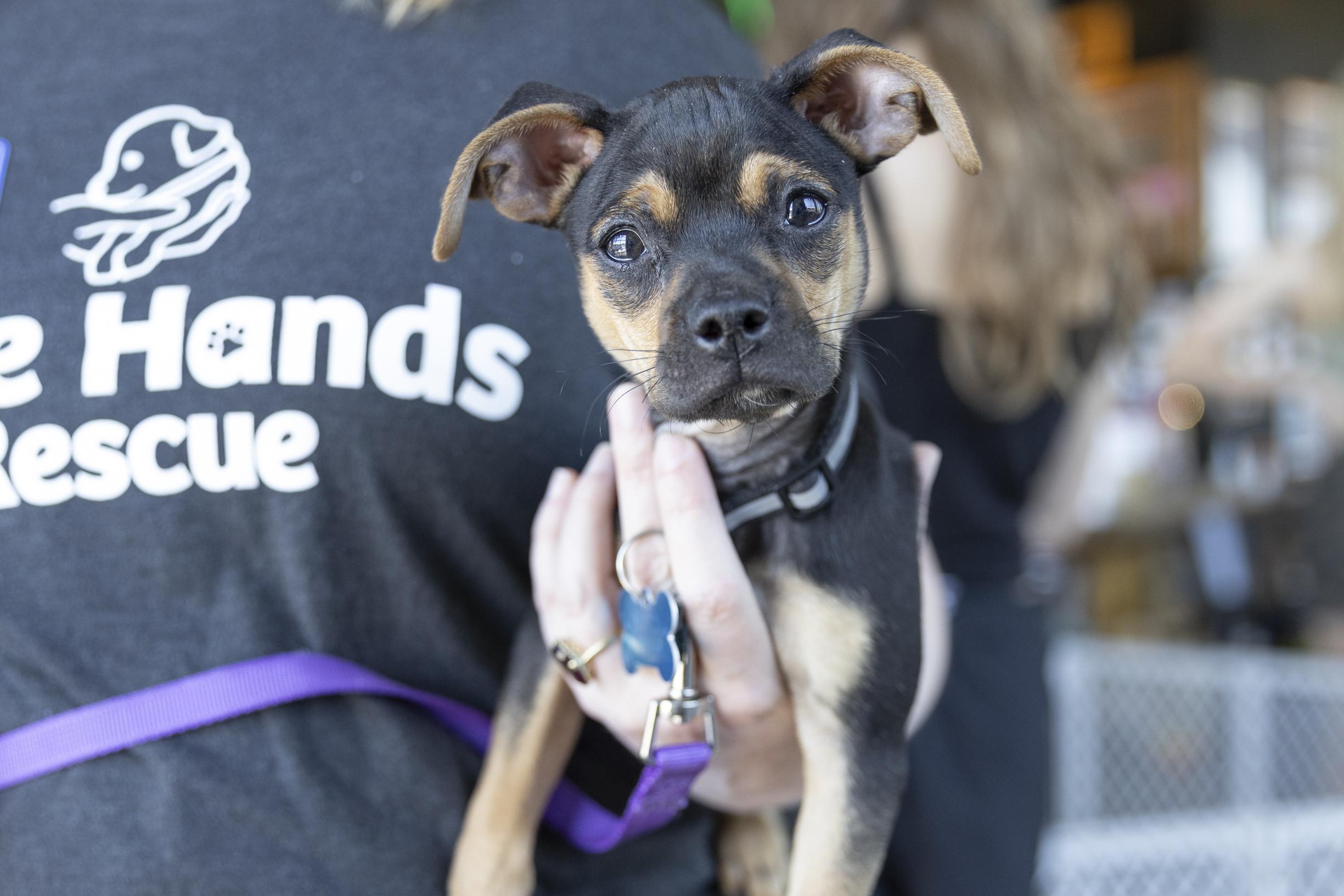 Marvel, an adopted mixed breed in Minneapolis, MN image 1/6
