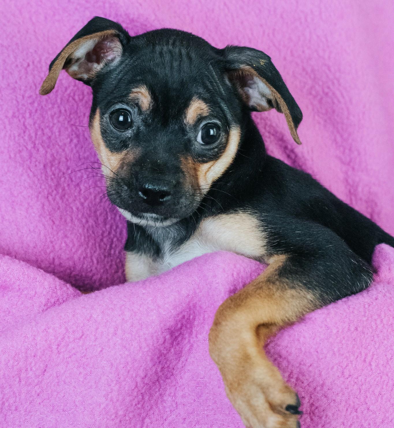 Marvel, an adopted mixed breed in Minneapolis, MN image 5/6