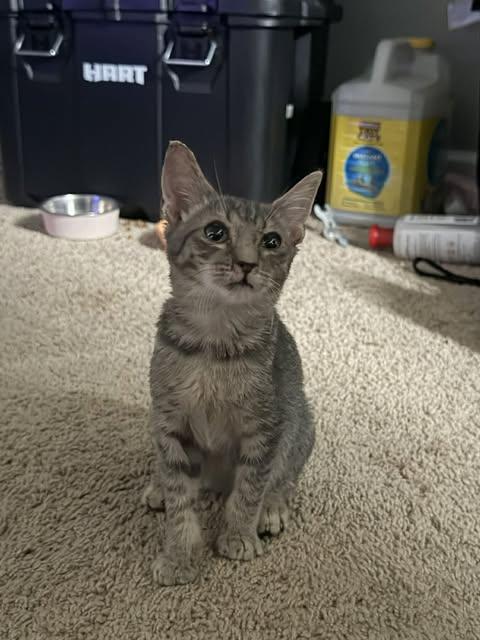 Seasmoke, Adopted, Kitten Male Domestic Short Hair.