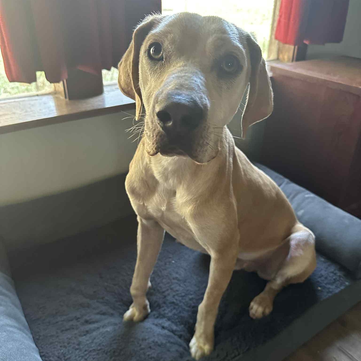 Enlarge Cashew, a ADOPTABLE mixed breed in Pelham, NH image 4/6