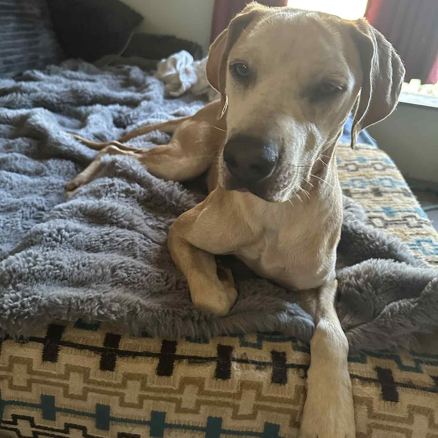 Enlarge Cashew, a ADOPTABLE mixed breed in Pelham, NH image 5/6