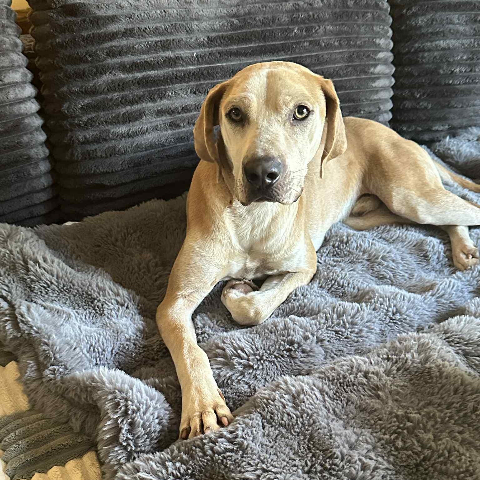 Enlarge Cashew, a ADOPTABLE mixed breed in Pelham, NH image 3/6