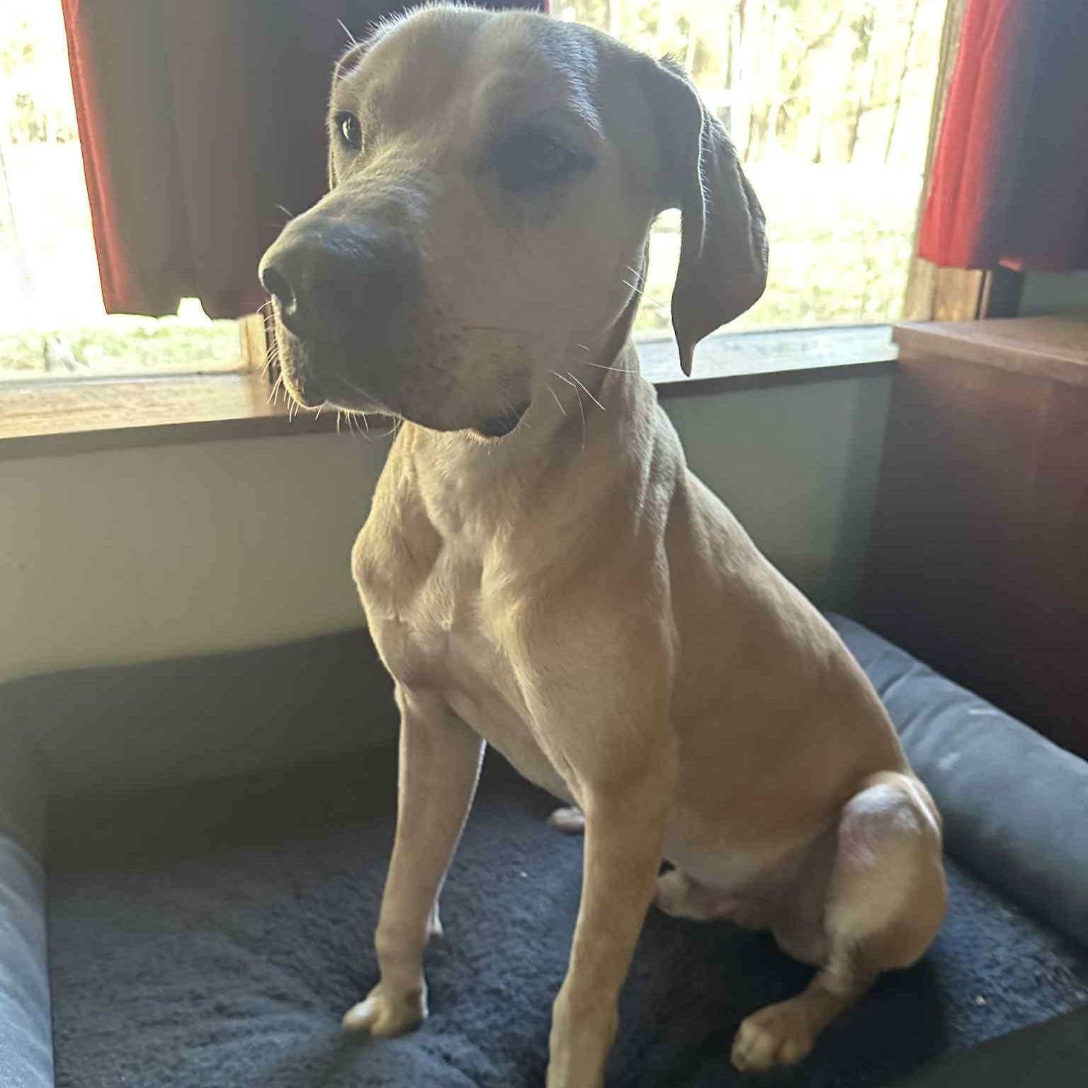 Enlarge Cashew, a ADOPTABLE mixed breed in Pelham, NH image 2/6