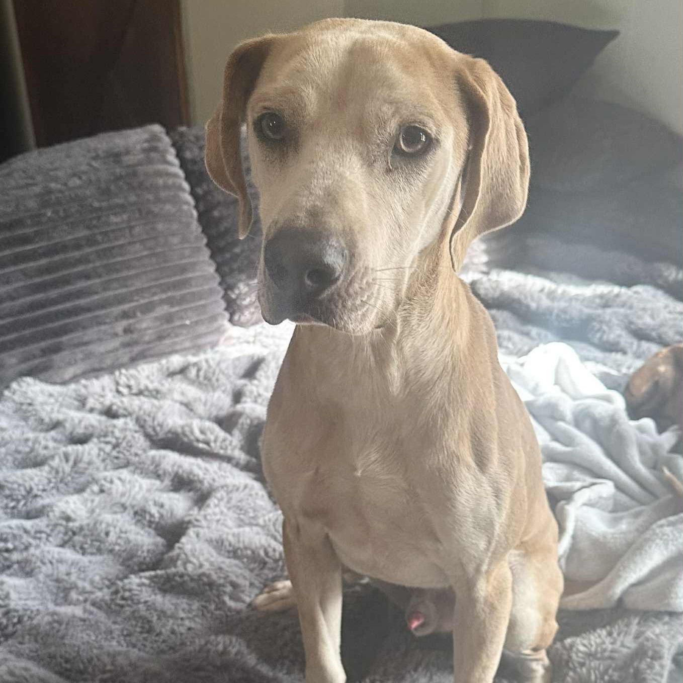 Enlarge Cashew, a ADOPTABLE mixed breed in Pelham, NH image 6/6