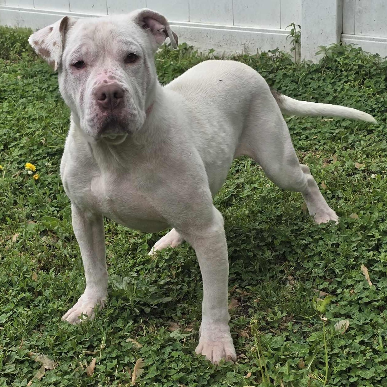 Pogo, Adoptable, Adult Male American Bully.