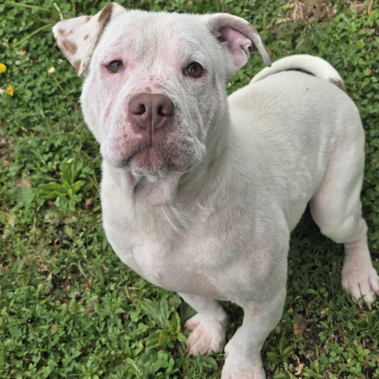 Enlarge Pogo, a Adoptable mixed breed in Waterloo, IA image 3/6
