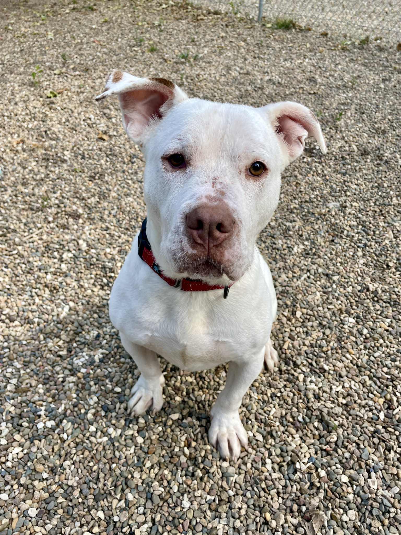 Enlarge Pogo, a Adoptable mixed breed in Waterloo, IA image 4/6