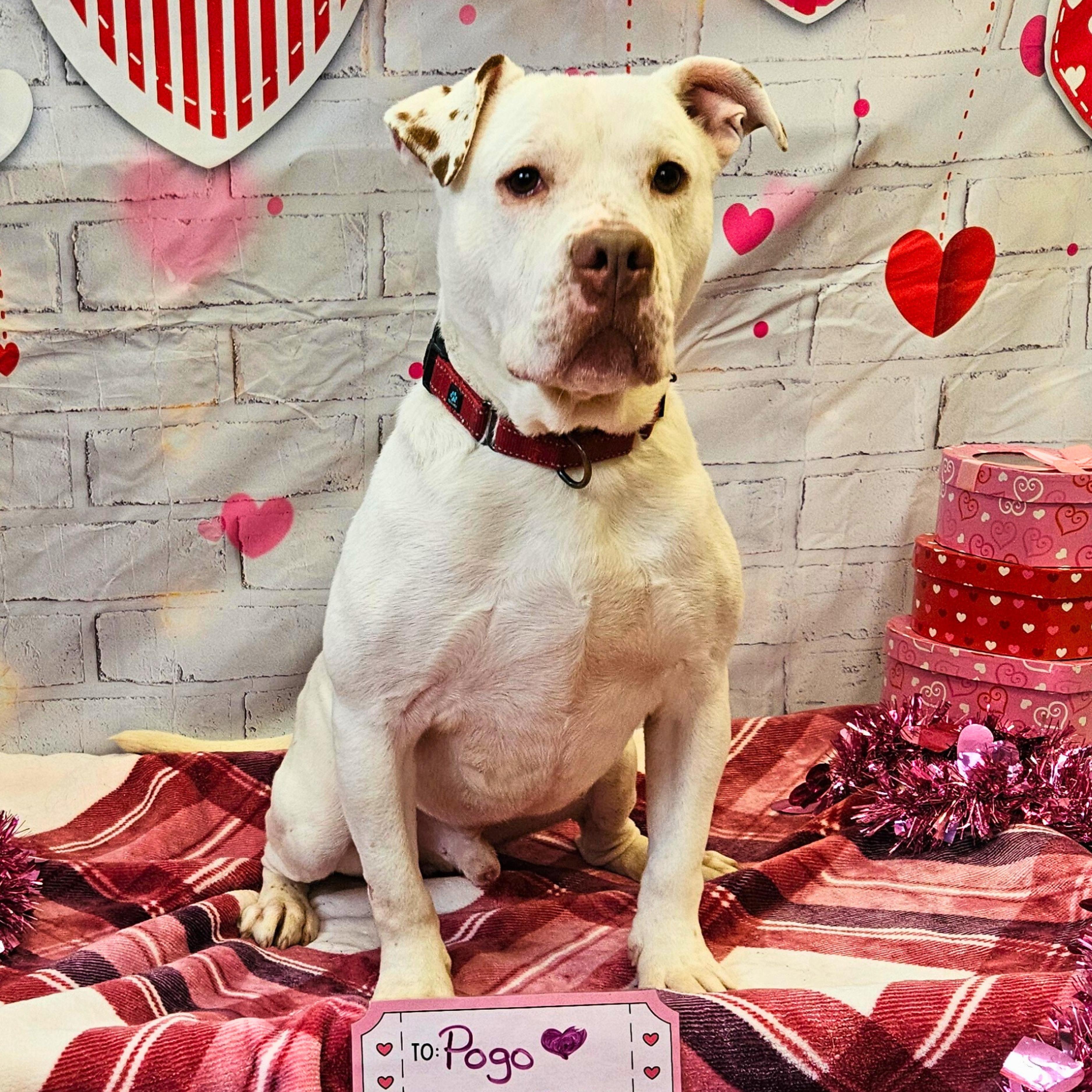 Pogo, a Adoptable mixed breed in Waterloo, IA image 1/6