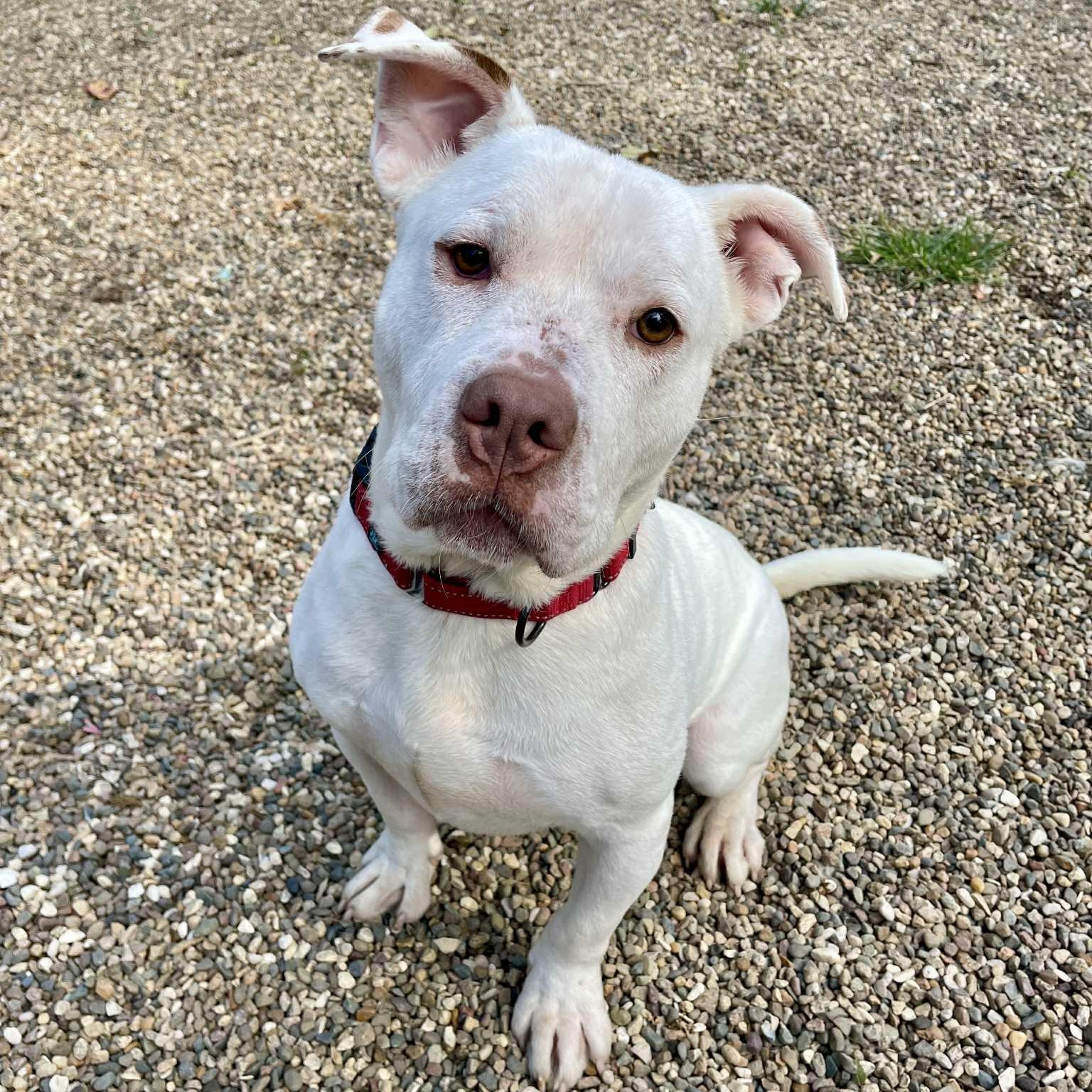 Pogo, Adoptable, Adult Male American Bully.
