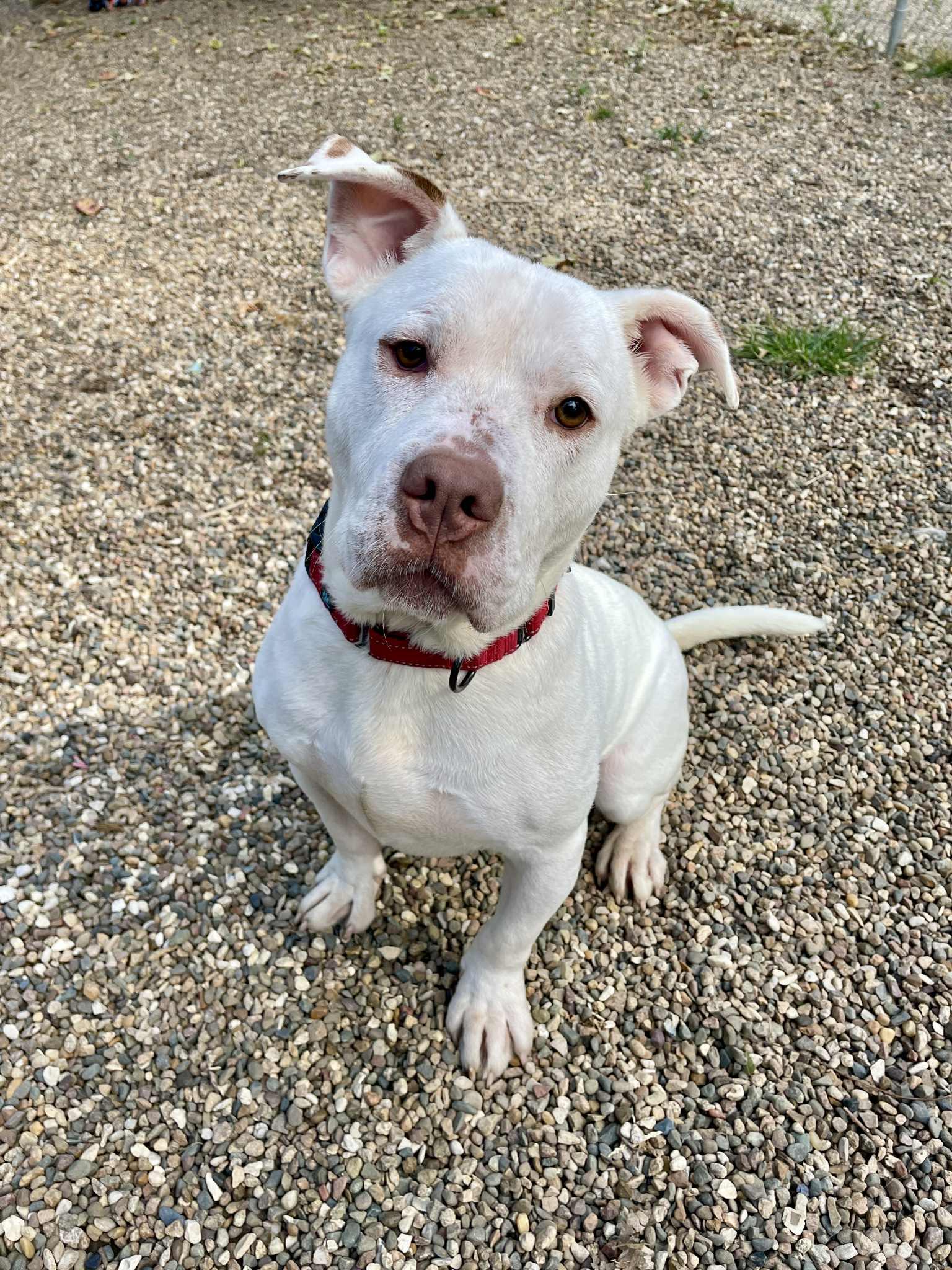 Enlarge Pogo, a Adoptable mixed breed in Waterloo, IA image 6/6